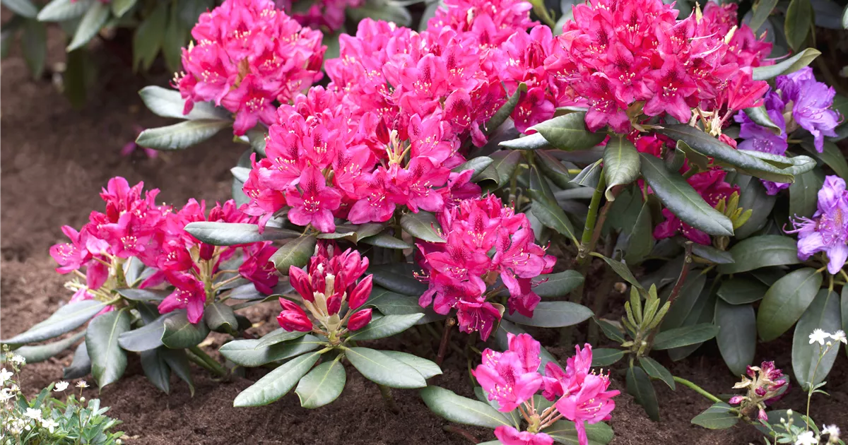Rhododendron 'Nova Zembla'