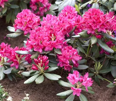 Rhododendron 'Nova Zembla'