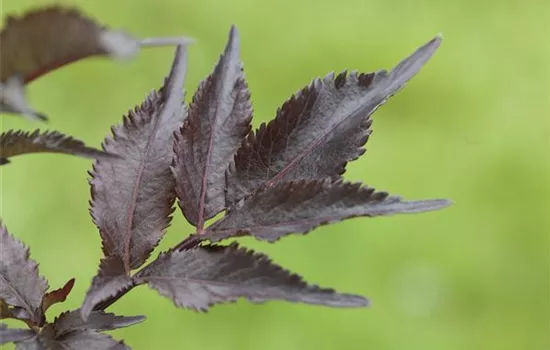 Sambucus nigra 'Black Beauty'® Sambucus nigra 'Black Beauty'®