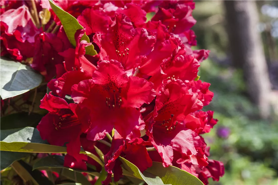 Rhododendron 'Nova Zembla'
