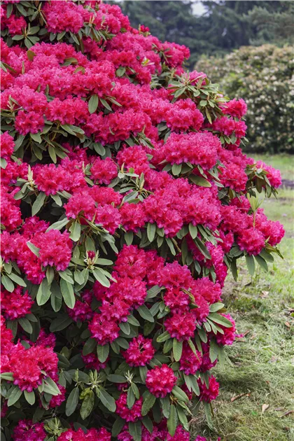 Rhododendron 'Nova Zembla'
