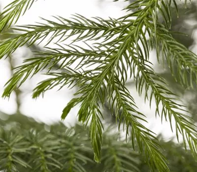 Araucaria heterophylla Araucaria heterophylla