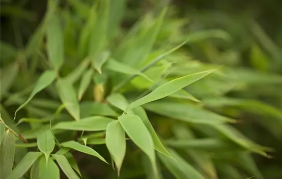 Fargesia murielae Fargesia murielae