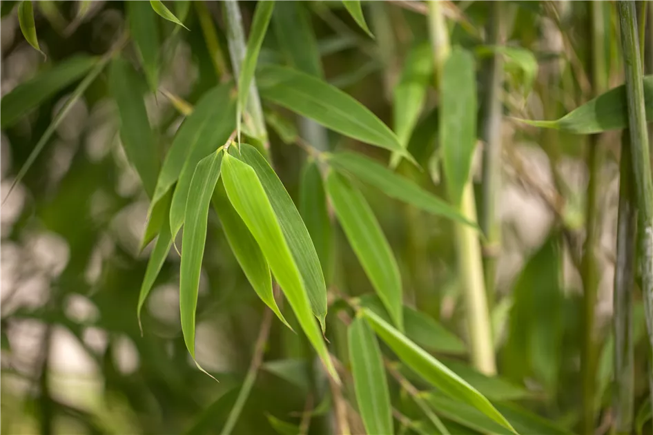 Fargesia murielae