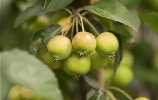 Malus x zumi 'Golden Hornet' Malus x zumi 'Golden Hornet'