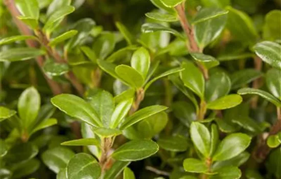 Ilex crenata 'Glorie Gem' Ilex crenata 'Glorie Gem'