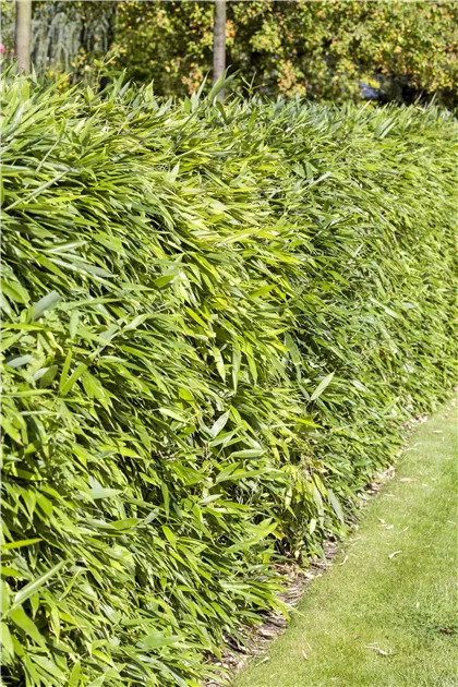 fagus sylvatica purple fountain Purple Fountain Weeping Beech  Plant Detectives