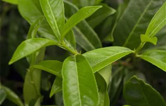 Prunus laurocerasus 'Mount Vernon'