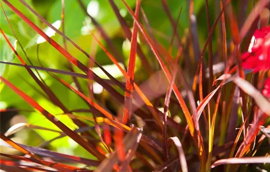 Pennisetum setaceum 'Rubrum' Pennisetum setaceum 'Rubrum'