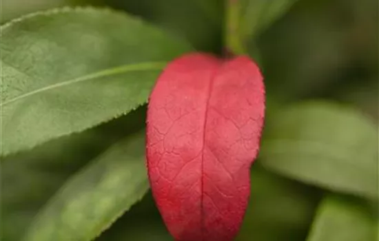 Euonymus alatus 'Compactus' Euonymus alatus 'Compactus'