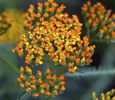 Achillea millefolium