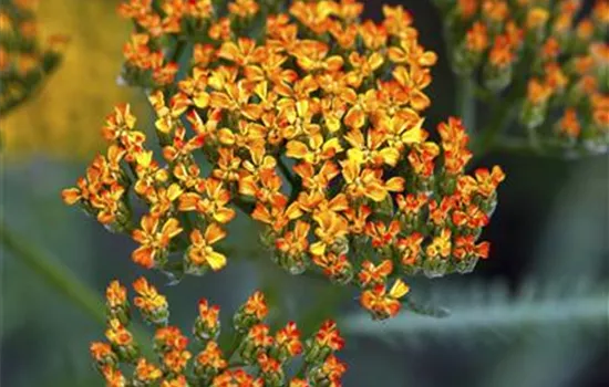 Achillea millefolium Achillea millefolium