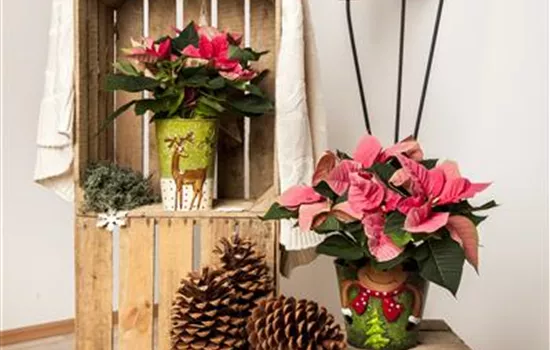 Euphorbia pulcherrima Euphorbia pulcherrima