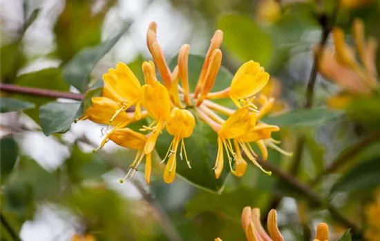 Lonicera tellmanniana Lonicera tellmanniana