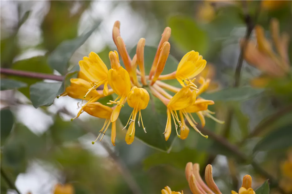 Lonicera tellmanniana