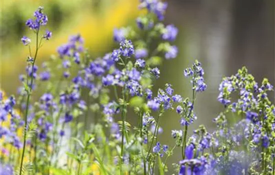 Polemonium caeruleum