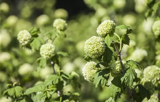 Viburnum opulus 'Roseum' Viburnum opulus 'Roseum'