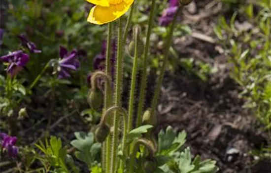 Papaver nudicaule, gelb Papaver nudicaule, gelb