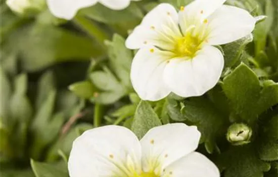 Saxifraga x arendsii, weiß Saxifraga x arendsii, weiß