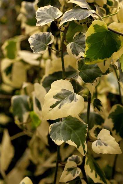 Hedera colchica 'Dentata Variegata'