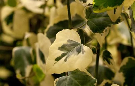 Hedera colchica 'Dentata Variegata'