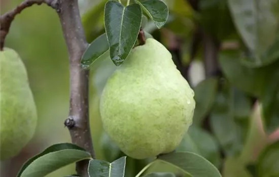 Pyrus communis 'Williams Christ' Pyrus communis 'Williams Christ'