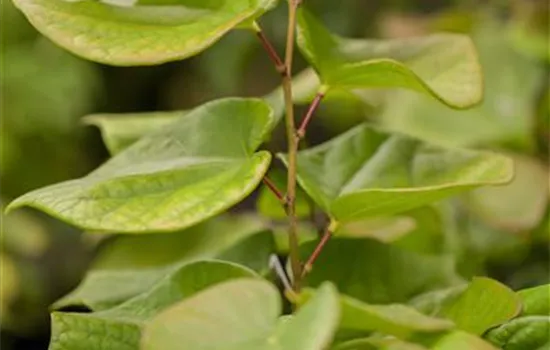 Cercis chinensis 'Avondale' Cercis chinensis 'Avondale'
