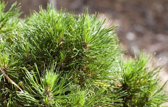 Pinus mugo 'Varella' Pinus mugo 'Varella'