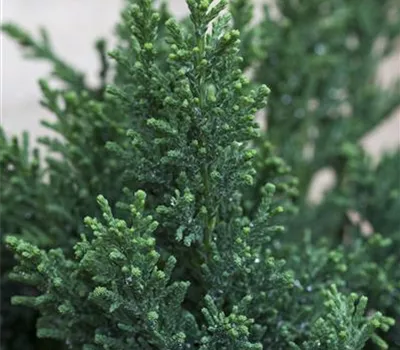 Chamaecyparis obtusa 'Drath' Chamaecyparis obtusa 'Drath'