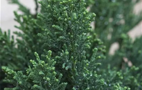 Chamaecyparis obtusa 'Drath' Chamaecyparis obtusa 'Drath'