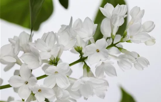 Syringa Syringa