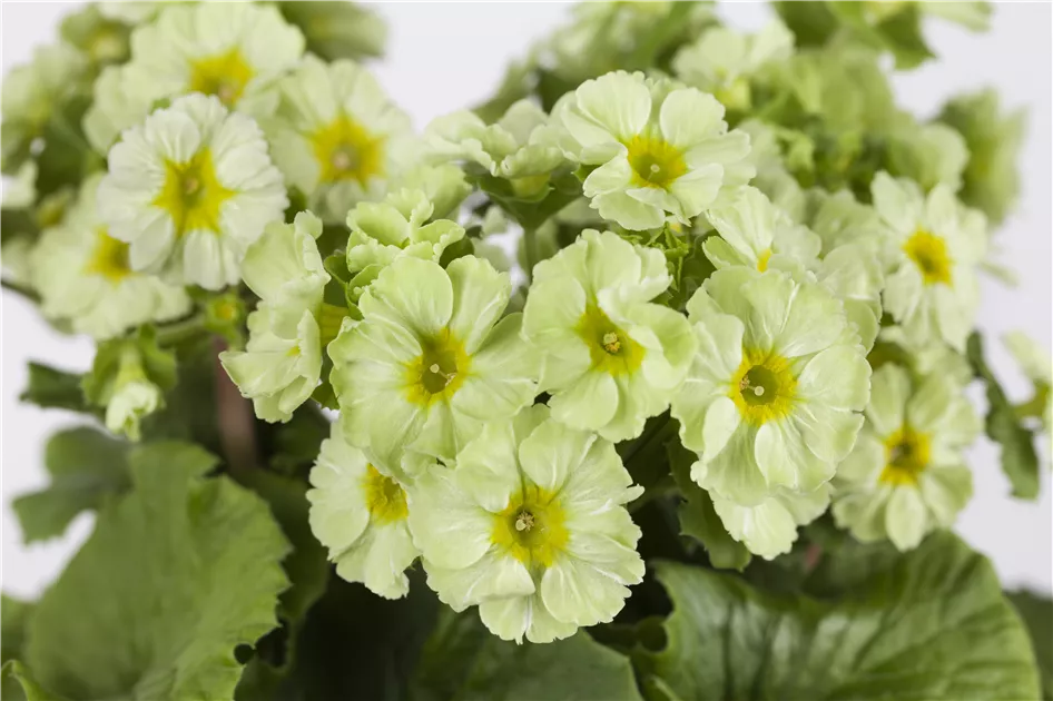 Primula obconica