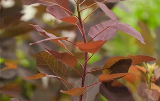 Cotinus dummeri 'Grace' Cotinus dummeri 'Grace'
