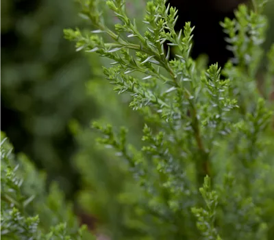 Chamaecyparis lawsoniana 'Ellwoodii' Chamaecyparis lawsoniana 'Ellwoodii'