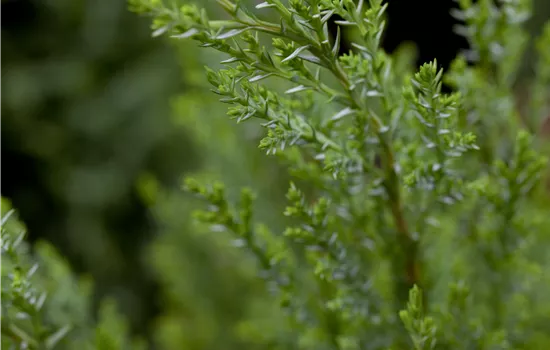 Chamaecyparis lawsoniana 'Ellwoodii'
