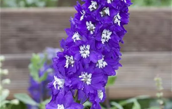 Delphinium pacific, blau-weiß Delphinium pacific, blau-weiß