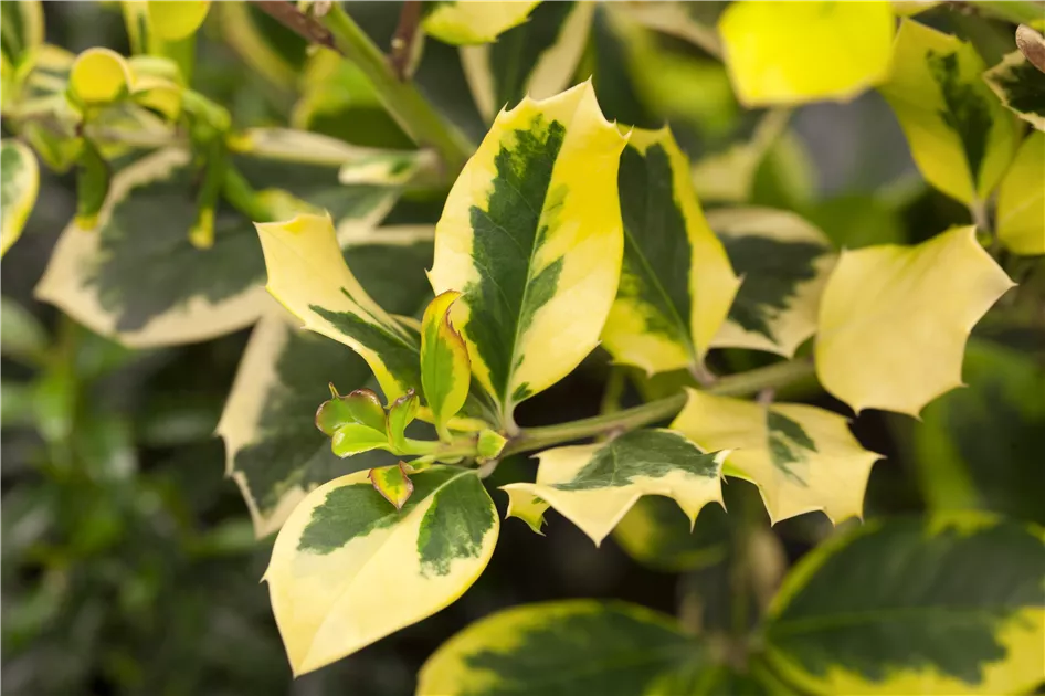 Ilex altaclerensis 'Golden King'