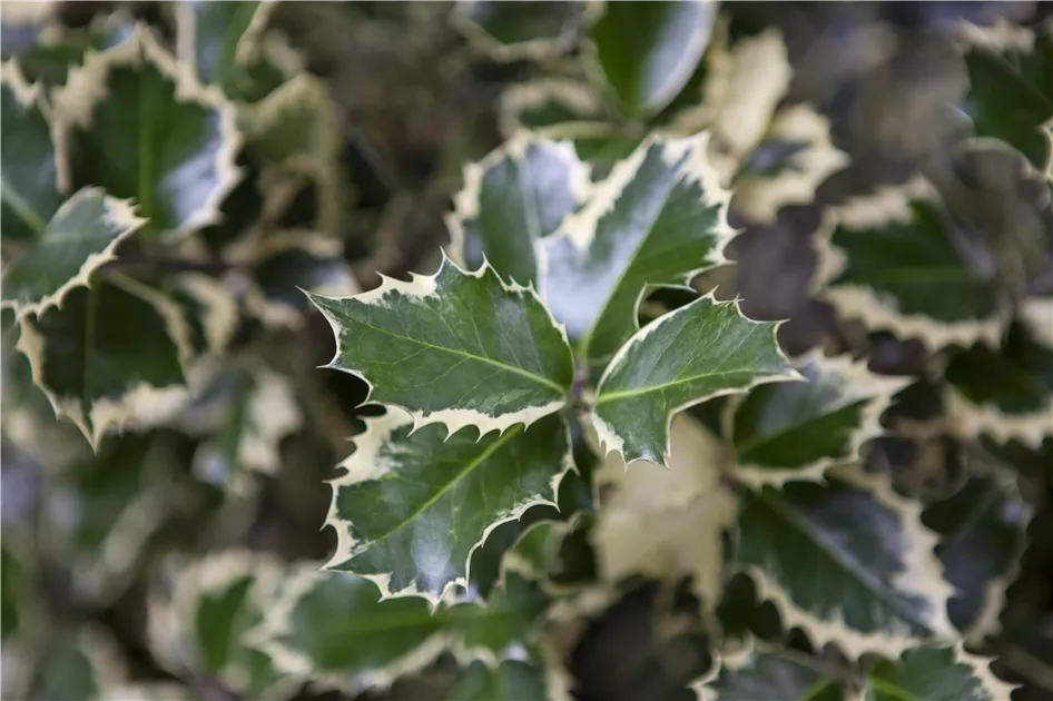 Ilex altaclerensis 'Golden King'