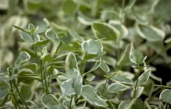 Vinca major 'Variegata' Vinca major 'Variegata'