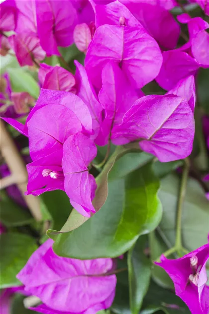 rhododendron dünger für hibiskus Purgrün Hibiskus-Dünger 1 Liter