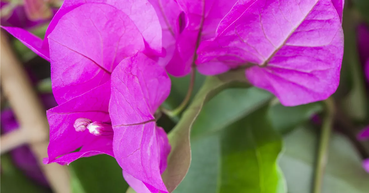 Bougainvillea 'Vera Purple'