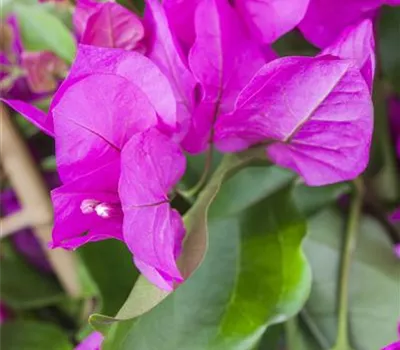 Bougainvillea 'Vera Purple'