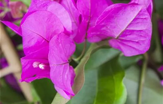 Bougainvillea 'Vera Purple' Bougainvillea 'Vera Purple'