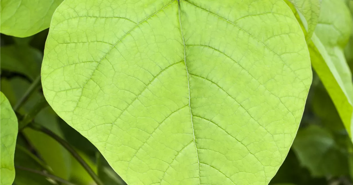 Catalpa bignonioides