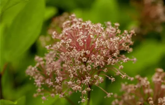 Ceanothus pallidus 'Marie Simon' Ceanothus pallidus 'Marie Simon'