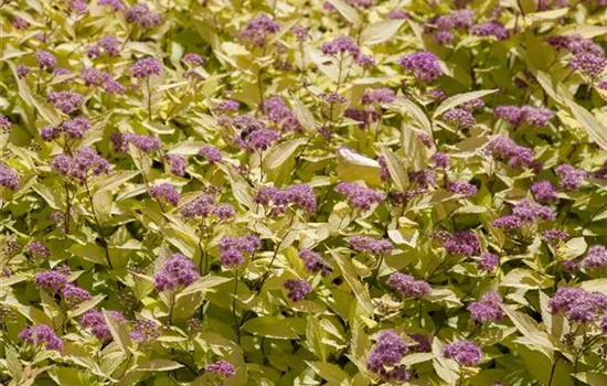 Spiraea japonica 'Golden Princess' Spiraea japonica 'Golden Princess'