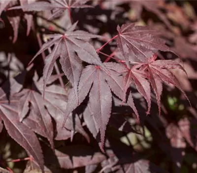 Acer palmatum 'Bloodgood' Acer palmatum 'Bloodgood'