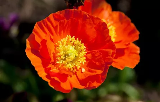 Papaver nudicaule Papaver nudicaule