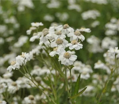 Achillea ptarmica