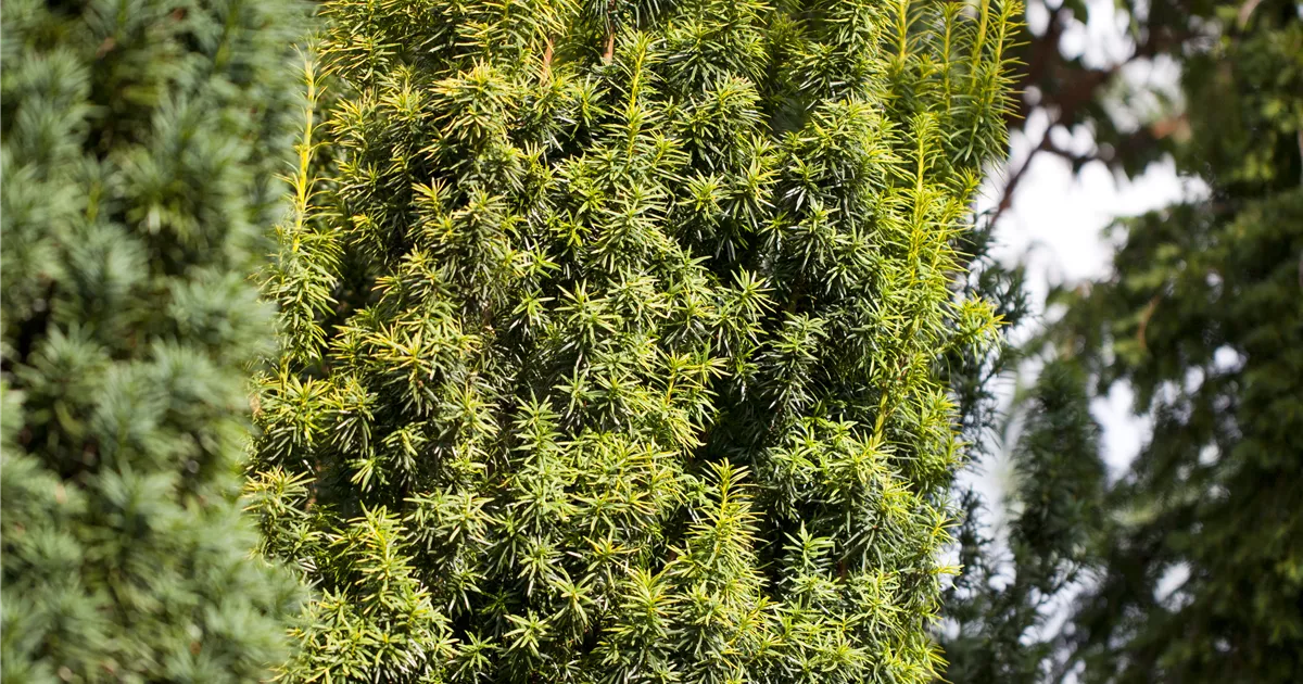 Taxus baccata